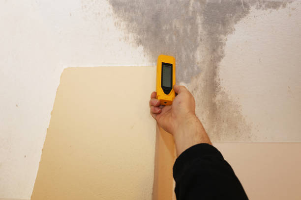 Best Environmental Consulting for Mold Prevention  in Demorest, GA