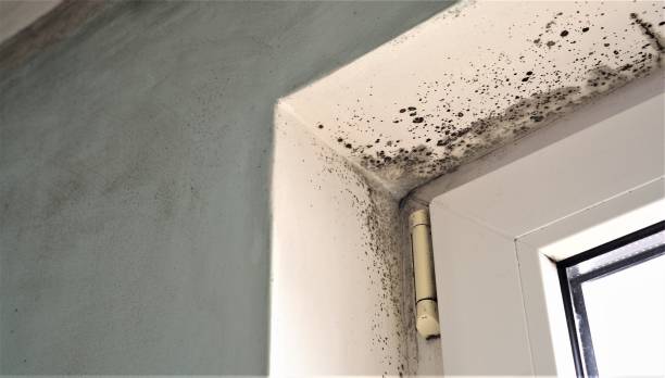 Best Dehumidification Services  in Demorest, GA