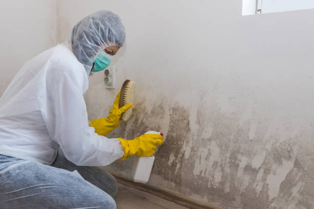 Best Industrial Mold Remediation  in Demorest, GA