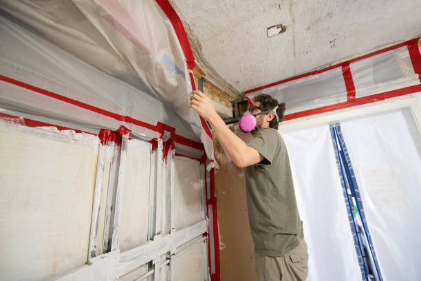 Best Emergency Mold Remediation  in Demorest, GA