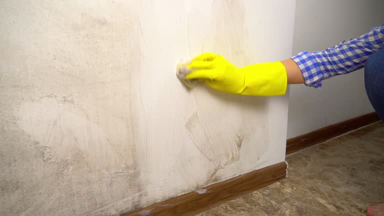 Demorest, GA Mold Removal Company