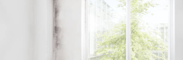 Best Attic Mold Removal  in Demorest, GA