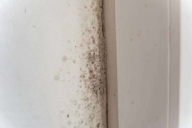 Best Crawl Space Mold Remediation  in Demorest, GA