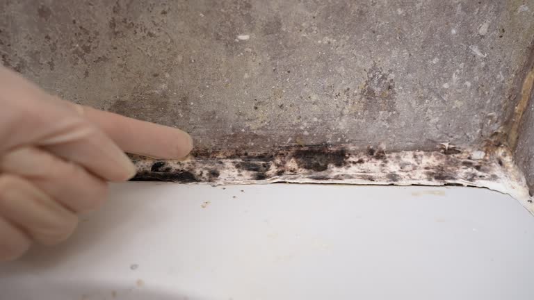 Best Black Mold Removal  in Demorest, GA